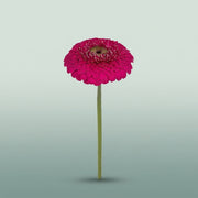 FeedSync:wholesale:2a862200136594bb4dba377fc6bc5bf0259c5a26