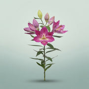 FeedSync:wholesale:bc5ec009e711fa0747603ceb6a6e29c2e203103c