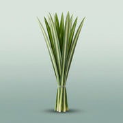 FeedSync:wholesale:4dc459a73f7c7b3e37b0e5e24da7c92910a613dd