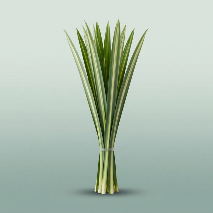 FeedSync:wholesale:4dc459a73f7c7b3e37b0e5e24da7c92910a613dd