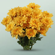 FeedSync:wholesale:a5cb6764be9889e172da397dacbebbbf9f93bd7a