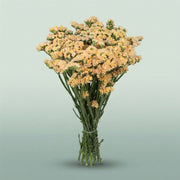 FeedSync:wholesale:3112122fbd5fb415ae68eac59f0b4c450e3476a5