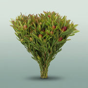 FeedSync:wholesale:c22245511fb2ac2836b73d9a0a76b324b77c8c77
