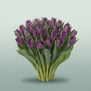 FeedSync:wholesale:f1f9bb35ba92c4395ca9002e761978db77800136