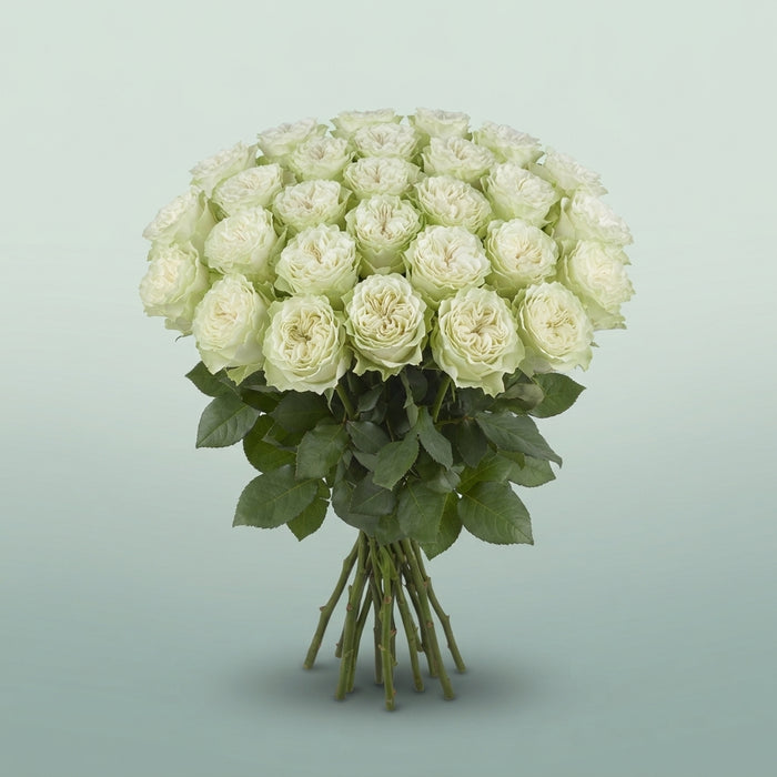 FeedSync:wholesale:98c9e76103b6c2d639ee90ec6e6f657bce9ca9c3