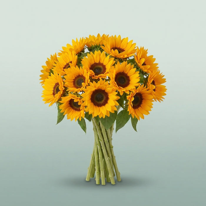 FeedSync:wholesale:84055fbfa78cbbf36b1be3ebd44af0b77328717e