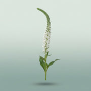 FeedSync:wholesale:2995ada75504f8b84fc78713448cdefe6c1bc74d