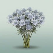 FeedSync:wholesale:b71289ab0a20bca8ef1bcc18407fbba8e8a2773e
