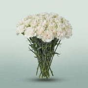 FeedSync:wholesale:21d55d65bf204eae9bf895baa7503d6b878487c5
