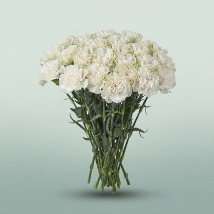 FeedSync:wholesale:21d55d65bf204eae9bf895baa7503d6b878487c5