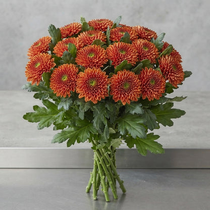 FeedSync:wholesale:ee78e30568964c7cd4716f696eb03645029ba0fc