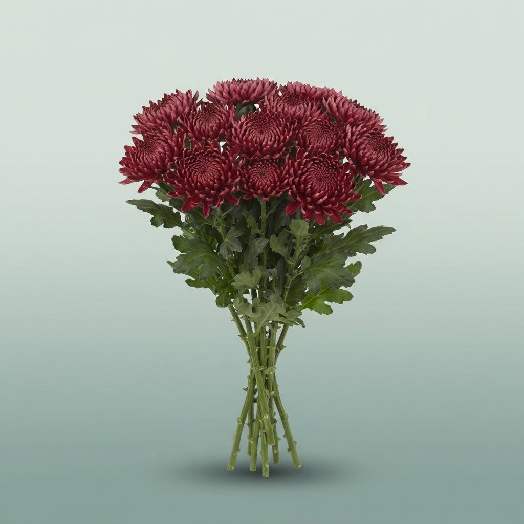 FeedSync:wholesale:2477e3b3be572ed315987b6cfb28ee8192c8690d