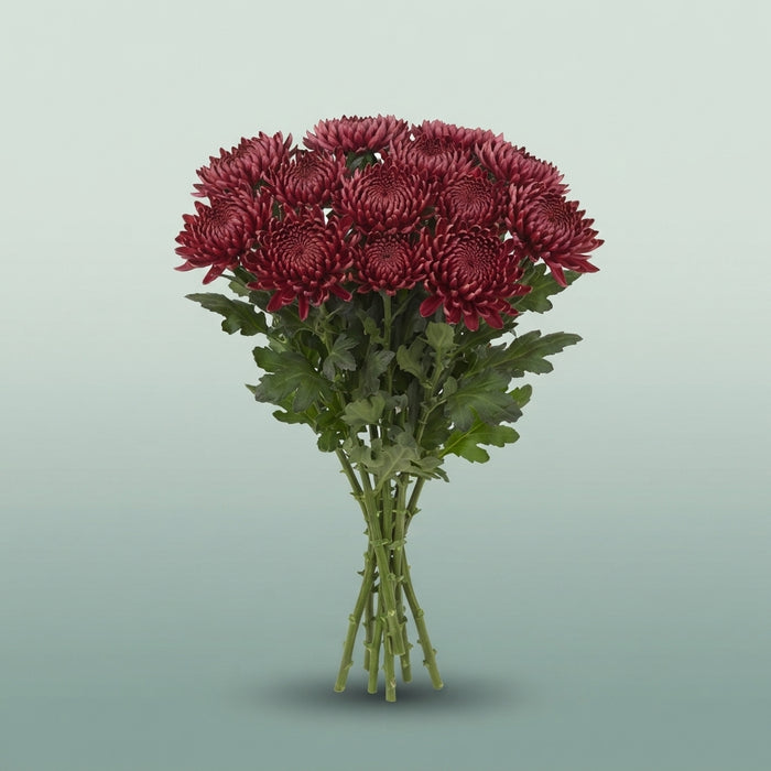 FeedSync:wholesale:2477e3b3be572ed315987b6cfb28ee8192c8690d