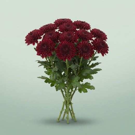 FeedSync:wholesale:59d294105cee40246cdc465958d8972156876f3b