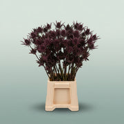 FeedSync:wholesale:760b679eb6aa36bbec90d5bcfcaab6776fb95907