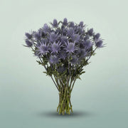 FeedSync:wholesale:f8a1e92d9d2d22ffaa604385a23204f82c78d78f