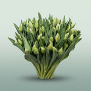 FeedSync:wholesale:981e56eb85c9dfda69027b311c7ef57bb09a72fd