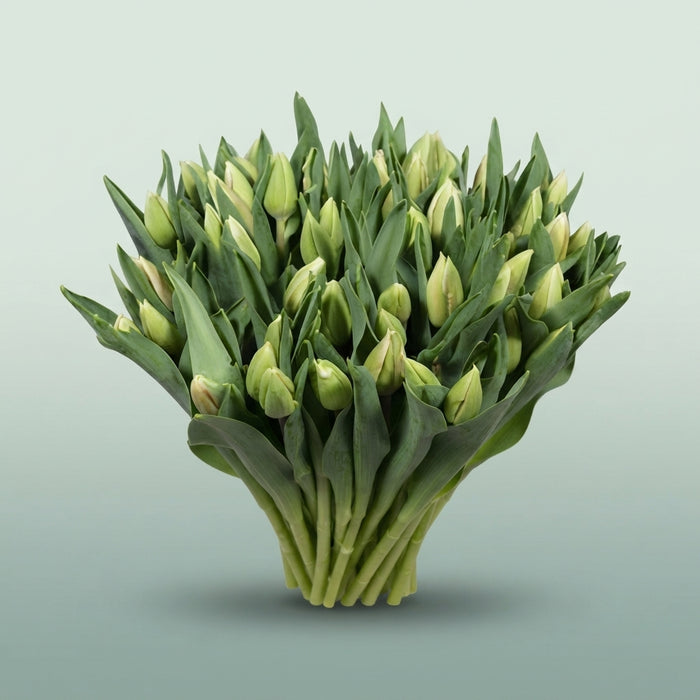 FeedSync:wholesale:981e56eb85c9dfda69027b311c7ef57bb09a72fd