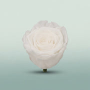 FeedSync:wholesale:bc24b38764936c42d5f3a6311c02757992ea0fbf