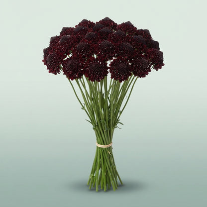 FeedSync:wholesale:d7548cec6a610804a0d38aaa7f4e7b5c355ee8e4