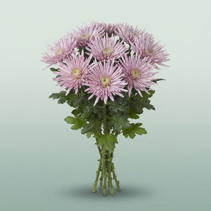 FeedSync:wholesale:b07875969588590ff55764bd9075901167b48082