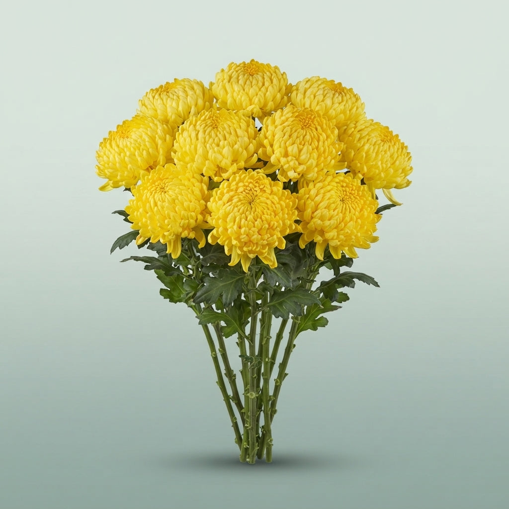 FeedSync:wholesale:b2cbea9831d2d4bbe3e74e781f0dbb36f5dd8068