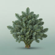 FeedSync:wholesale:ccff14075fb7348da20a92939077d820531f2f85