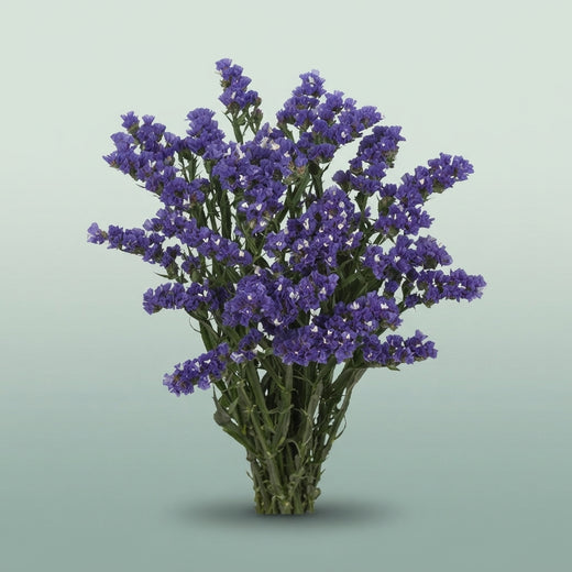 FeedSync:wholesale:ad3d2141569d2e6afc24728b05361e465403e41b