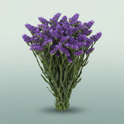 FeedSync:wholesale:346e0756991ee28b4091d4e66c6769b00c6e1017