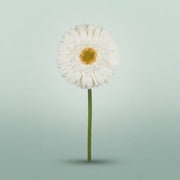 FeedSync:wholesale:d638b592838832e00d4a005036b16ae035faa2be