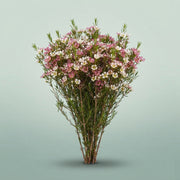 FeedSync:wholesale:6e81a6933c94eeee9ea18377be3eea114e9b8061