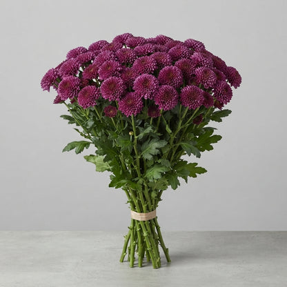 FeedSync:wholesale:bdf9ed7fe4bf3d23341fa56772334377f3c170b9