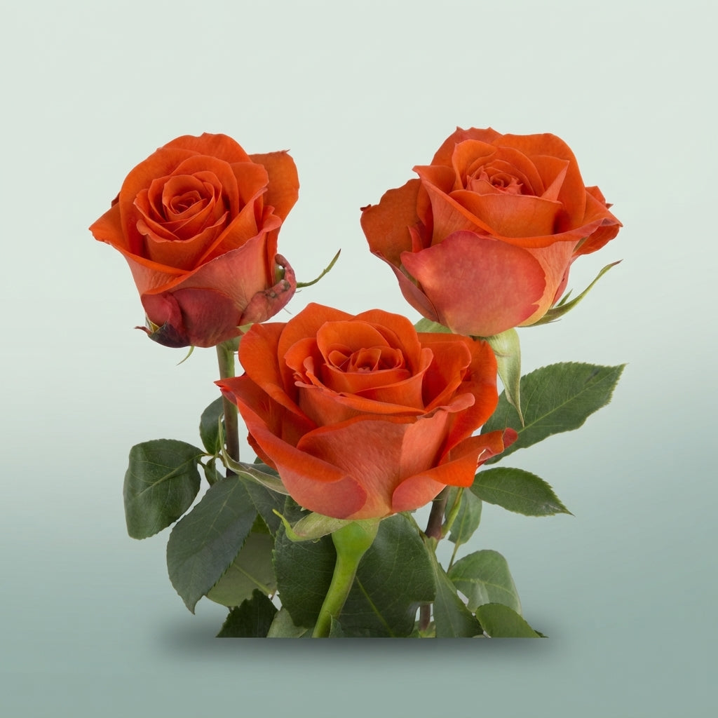FeedSync:wholesale:7a77625b868cbbba7713da010b00819382a5b1c2