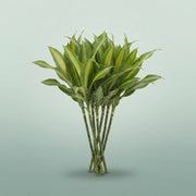 FeedSync:wholesale:09811a8e8abb2ff4c8887ae0150c4e42d851e14c