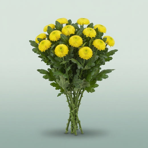 FeedSync:wholesale:0de5c580119ed3ca5cda334cc411eead9b9883d7