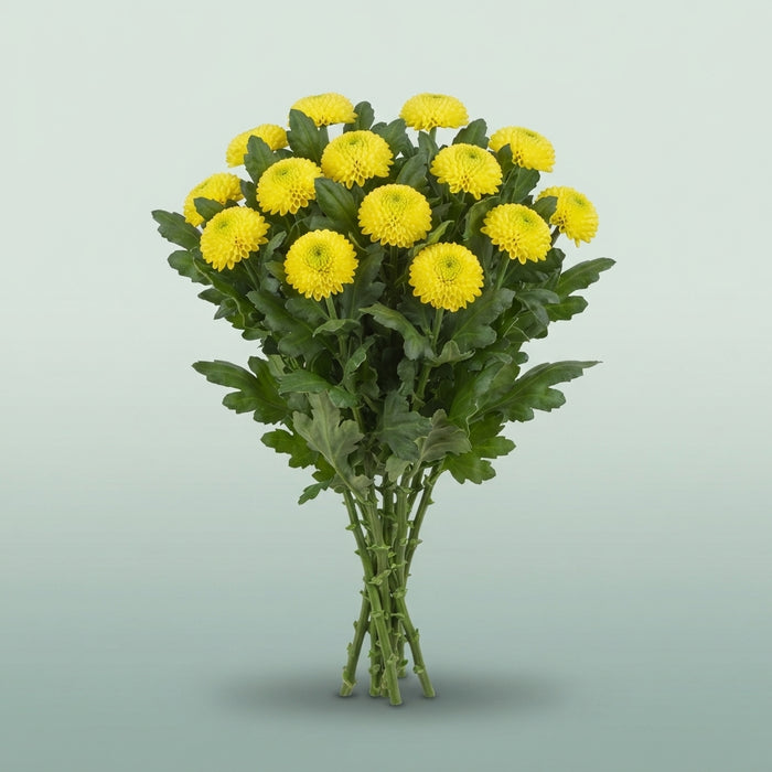 FeedSync:wholesale:0de5c580119ed3ca5cda334cc411eead9b9883d7