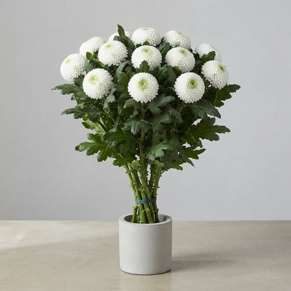 FeedSync:wholesale:934463b6a00593e0ae17ca5529aeb1232a9457c7