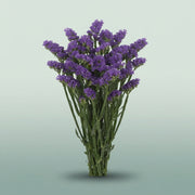 FeedSync:wholesale:a3b7ecbae501aed4ceab9420055a7c0d32a03c9d