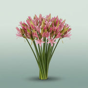 FeedSync:wholesale:d9081647561dcfa67d24ee799c39c85e2406f85a