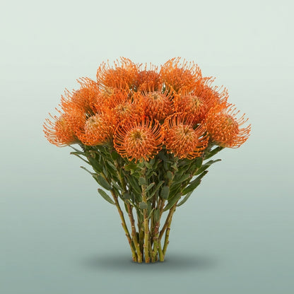 FeedSync:wholesale:3331137c7dd49281f9a64c408284aa007ff7a982