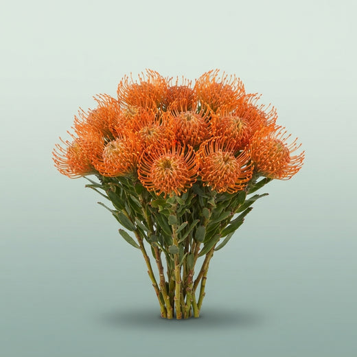 FeedSync:wholesale:3331137c7dd49281f9a64c408284aa007ff7a982