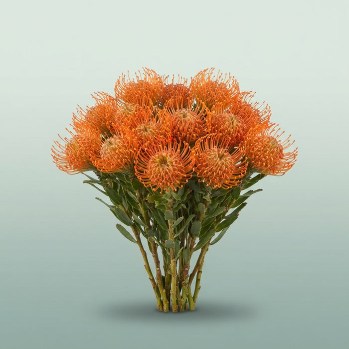 FeedSync:wholesale:3331137c7dd49281f9a64c408284aa007ff7a982