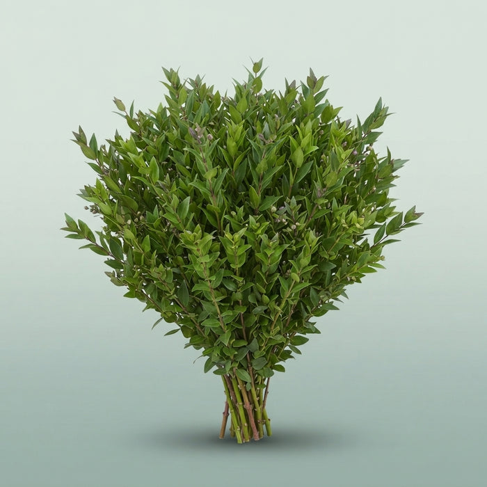 FeedSync:wholesale:b2db3965438cd807381d9353e7e1ff3e7390630b