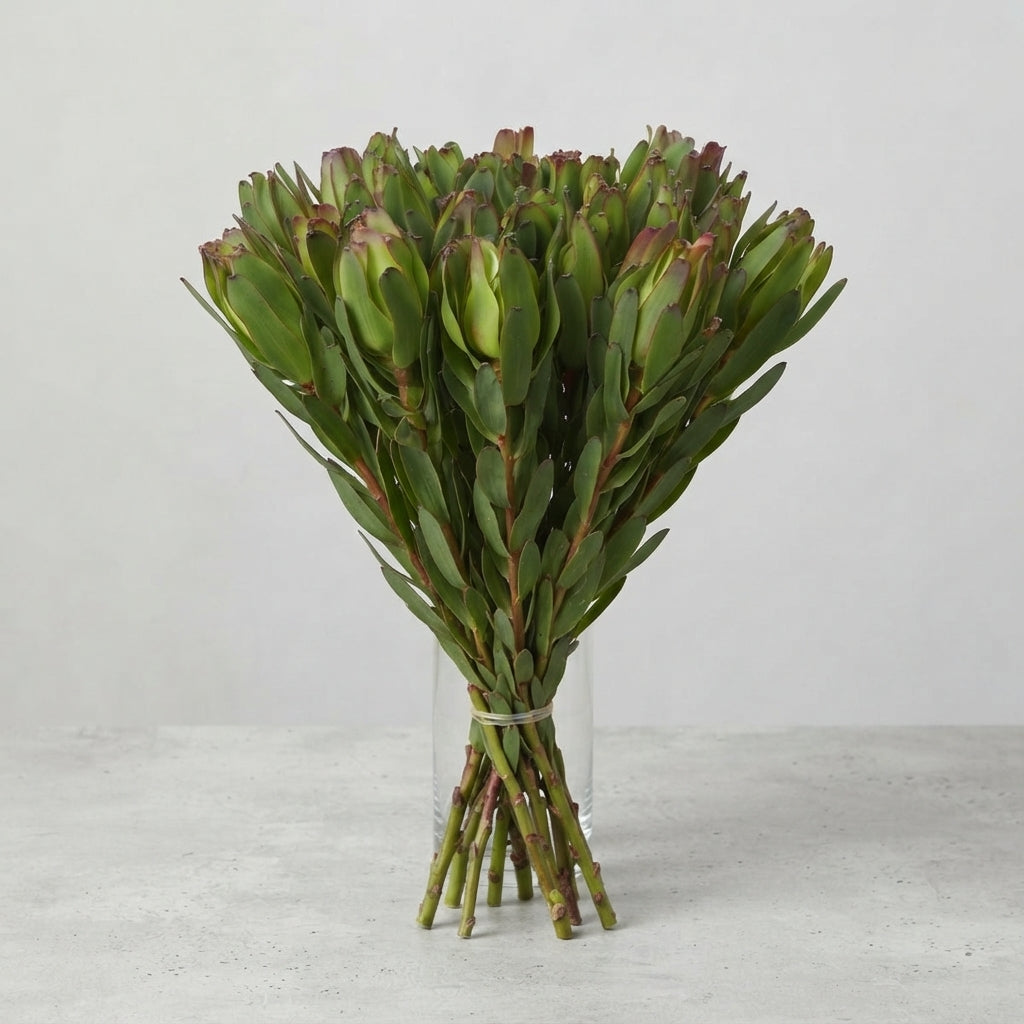 FeedSync:wholesale:b955179b3245a70221ac0ba7fbf28bfe61cbb53f