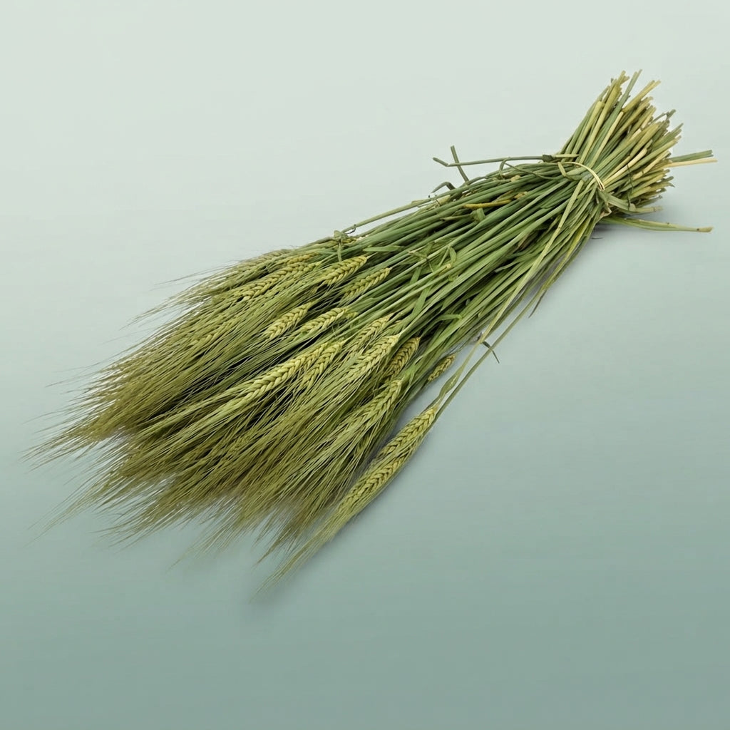 FeedSync:wholesale:d89f311acd176376284193fcb902ea6fa4224791
