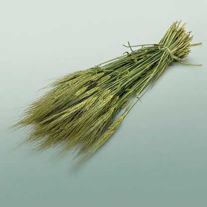 FeedSync:wholesale:d89f311acd176376284193fcb902ea6fa4224791