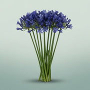 FeedSync:wholesale:6011170149ef9850fa919ca830953f89cbac131d