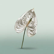 FeedSync:wholesale:191c4d39e8edcdcdc4cfe65e029779be5ac8568b