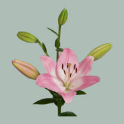 Lily Albufeira (LA) (10 Stems)
