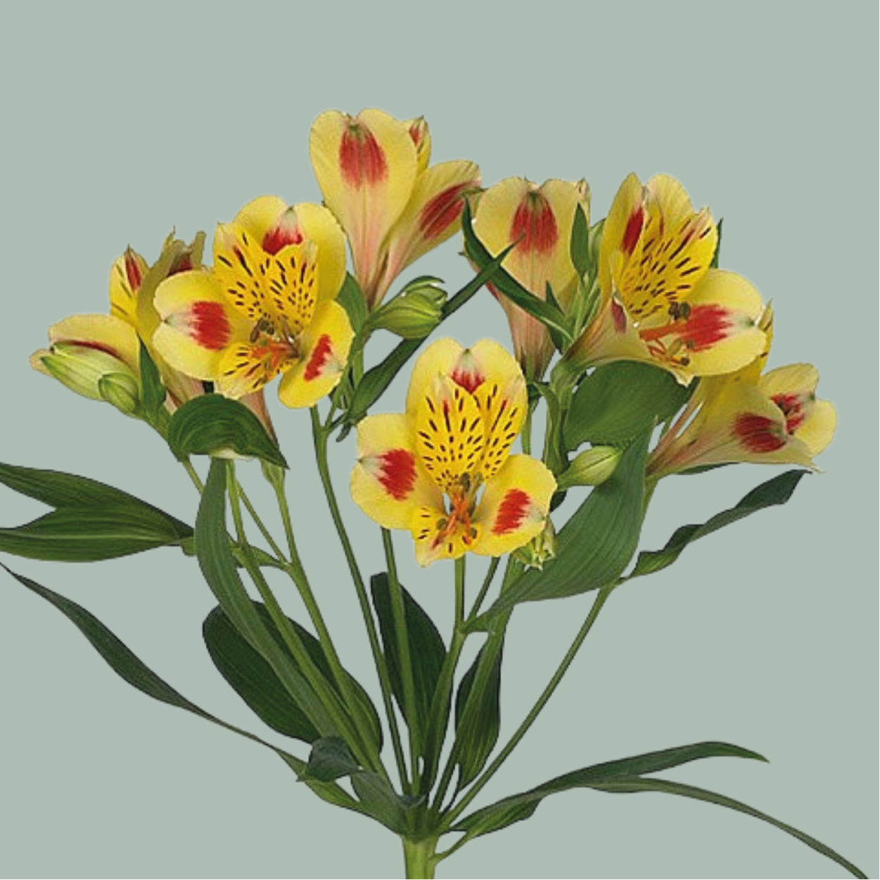 Alstroemeria Bali (10 Stems)